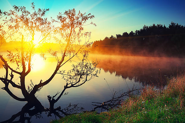 istock Lonely tree growing in a pond at sunrise 533711922