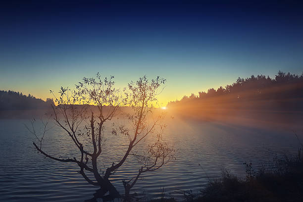 istock Lonely tree growing in a pond at sunrise 533712020