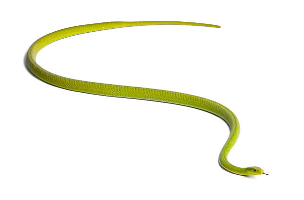 istock Eastern green mamba - Dendroaspis angusticeps, poisonous, white background 533712232