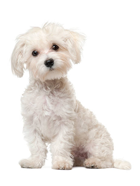 istock Maltese puppy, 6 months old, sitting 533712298