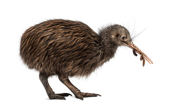 istock North Island Brown Kiwi eating an Earthworm Apteryx mantelli 533712446