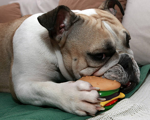 istock English Bulldog 533712934