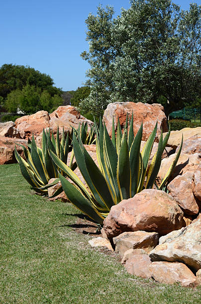 Agave plant