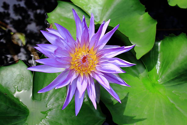 istock Blooming King of Siam Water lily 533713294