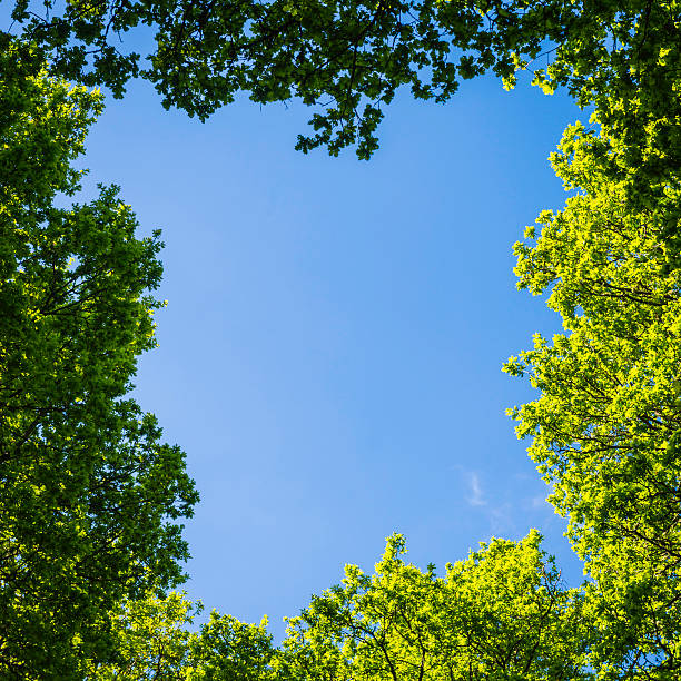 istock Natural tree frame green summer forest canopy foliage blue skies 533714462