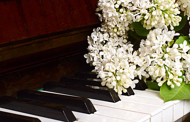 blooming white lilac lies on the keys of the open piano