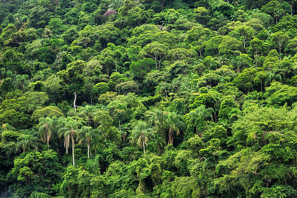istock Dense Tropical Rainforest in Brazil 533716420