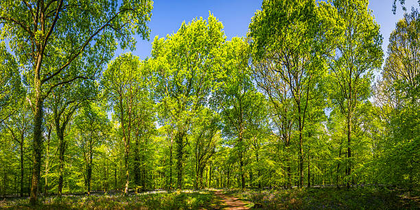 idyllique bois glade terre sentier vert forest canopée avec vue - forest fern glade copse photos et images de collection
