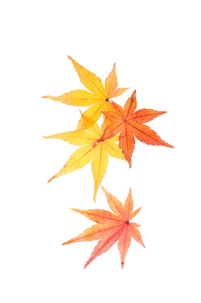 もみじページ Autumn Leaves Of Japanese Maple Momiji Stock Photo - Download