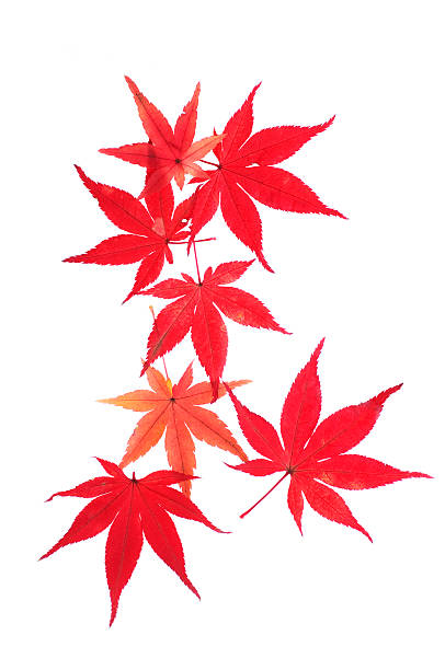 Autumn Leaves Of Japanese Maple Momiji Stock Photo - Download