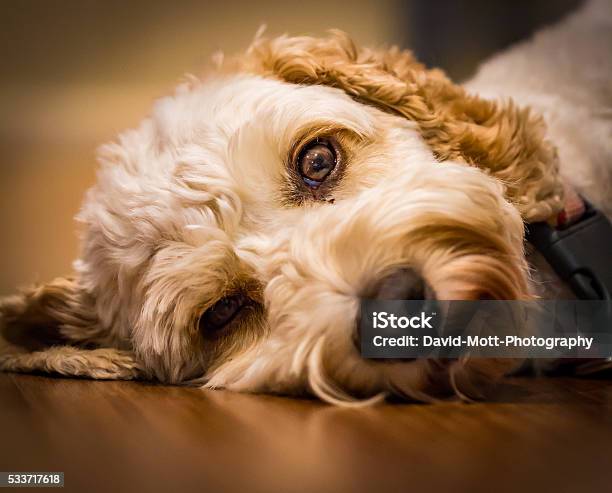 The Peaceful Dog Stock Photo - Download Image Now - Dog, Horizontal, Low