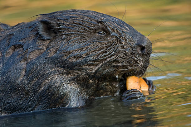 istock Close-up of beaver 533717818