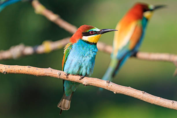 istock color and silhouette of bird 533717994