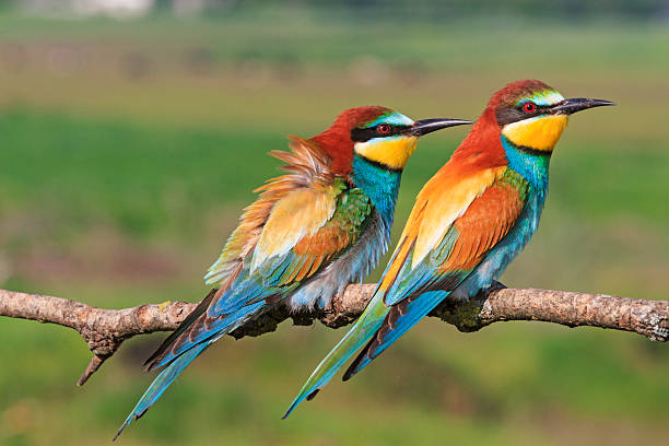 istock beautiful picture with colorful birds 533718290