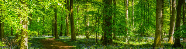 Earth trail through idyllic green forest summer woodland wildflower panorama Earth trail through idyllic bluebell woods as warm sunlight filters through the vibrant green leafy canopy to the lush foliage and pretty wildflowers of the forest floor in this tranquil wilderness panorama. ProPhoto RGB profile for maximum color fidelity and gamut. single lane road footpath dirt road panoramic stock pictures, royalty-free photos & images