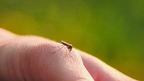 The bite of a mosquito with blood on human body A mosquito sits on the body and drinking the blood. The carrier of the disease. mosquito filled with blood stock pictures, royalty-free photos & images
