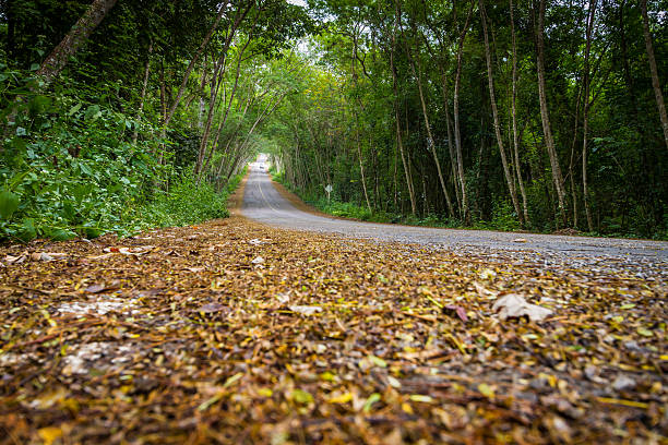 istock dried leaves on road with tree tunnel 533721313