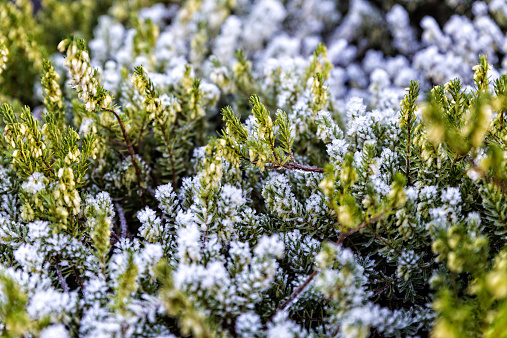 Green plants and grass leaves covered in ground frost on cold morning in Cornwall, England. Shot on Canon EOS 6D.