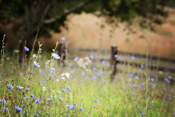 Virginia Field stock photo