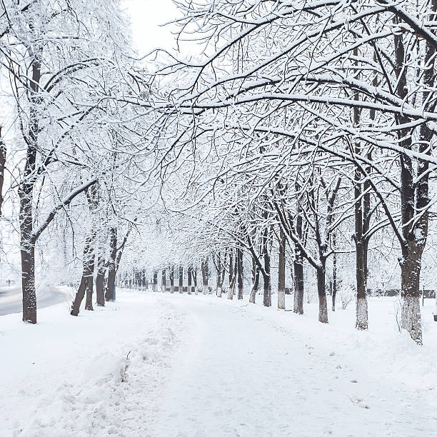 istock winter city park in morning 533721403