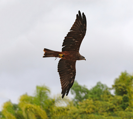 Black-chested snake eagle hunting in flight