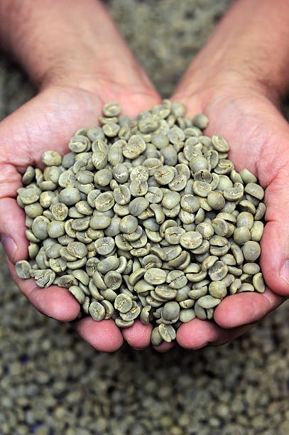 Green coffee beans in farmer's hand stock photo