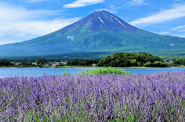 Mount Fuji and Lavender Mt. Fuji and Lavender Mt. Fuji and Lavender lake kawaguchi stock pictures, royalty-free photos & images