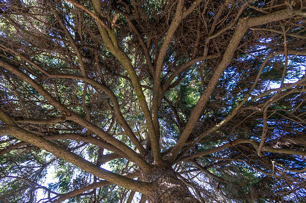 istock Under the shade of tall trees 533721700