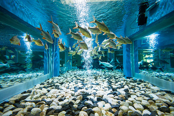 aquarium fishes tropical freshwater aquarium with fishes aquarium stock pictures, royalty-free photos & images