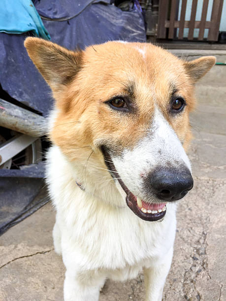 istock Face of Bangkeaw Thai dog 533722067