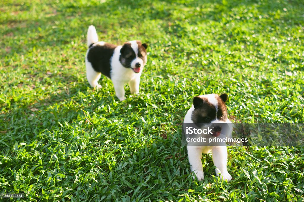 Dog and puppies 2015 Stock Photo