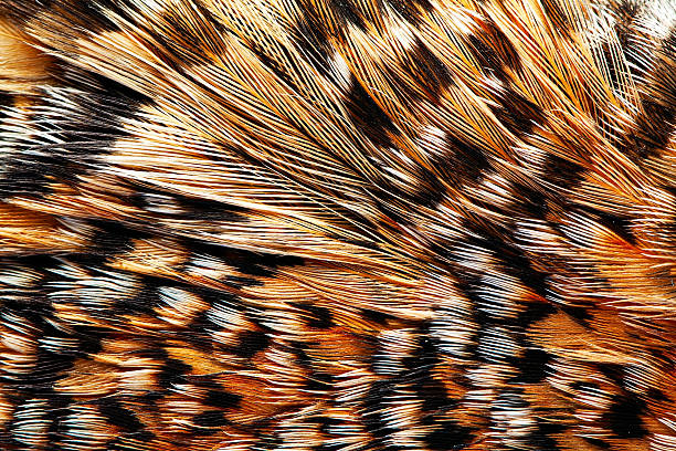 plumage background plumage background of Capercaillie closeup capercaillie grouse stock pictures, royalty-free photos & images