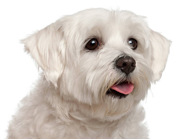 istock Close-up of Maltese panting, 2 years old, 533723248