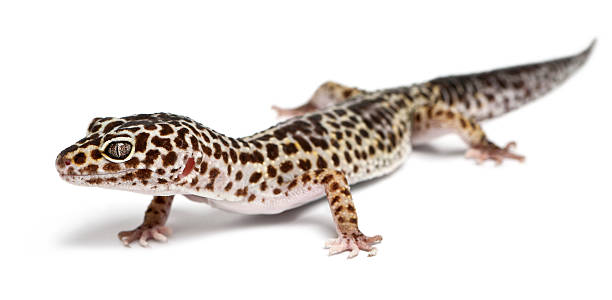 istock Leopard gecko, Eublepharis macularius, in front of white background 533723330