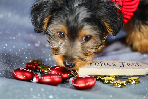 yorkshire terrier wish merry christmas
