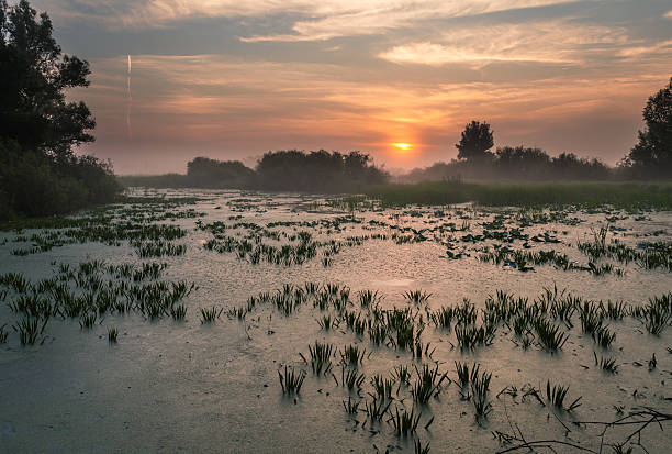istock Landscape, sunny dawn, sunrays in fog 533723447