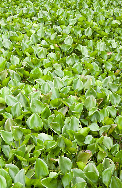 istock Many water hyacinth in canal 533723752