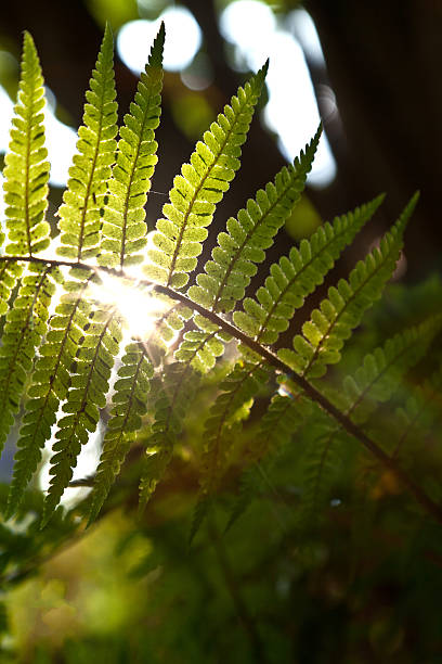 istock beautiful fern in dense forest in sunlight 533724251