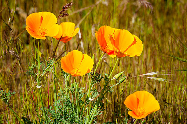 California Poppies