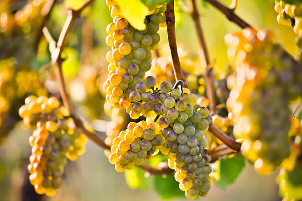 orgánicos chardonnay maduras uvas - kelowna chardonnay grape vineyard grape fotografías e imágenes de stock