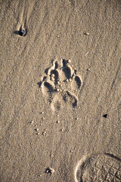 A dog has left it's paw print in the sand at the beach