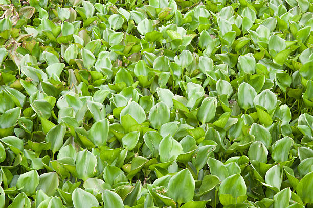 istock Many water hyacinth in canal 533724664