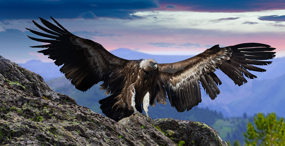 Flying gyps with huge wing span in multicolored sky and rocky mountains