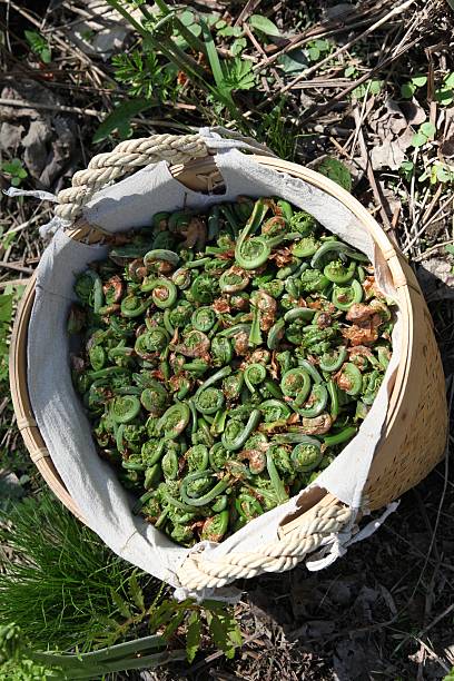 Basket full of fiddlehead fern buds Basket of fiddlehead fern buds (french: tête de violons) while harvesting. Fine and delicious vegetables, available only in early springtime, used as a speciality in Canada and in the East of U.S.A.  fiddle head stock pictures, royalty-free photos & images
