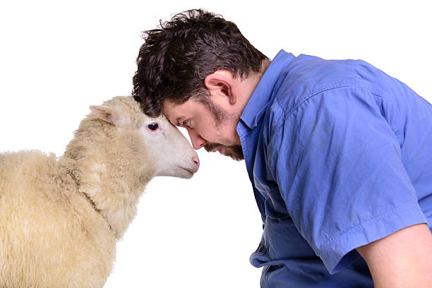 Animal Sheep And Man Arguing Stock Photo - Download Image Now - Fighting, Ram - Animal, 2015 - iStock Animal Sheep And Man Arguing Stock Photo - Download Image Now - Fighting, Ram - Animal, 2015 - iStock
