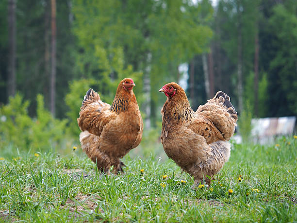 istock Two red chicken on a green meadow in a forest 533725542