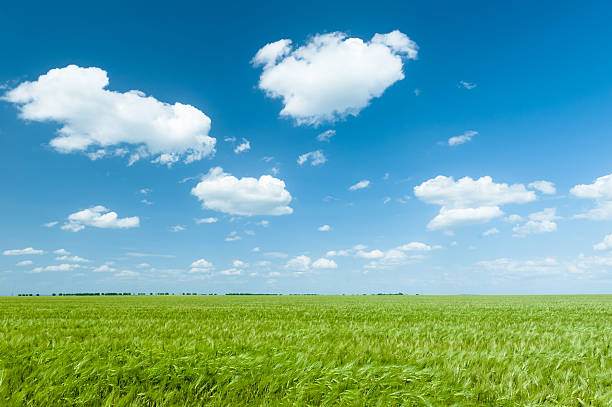 istock green wheat field and blue sky spring landscape 533727009