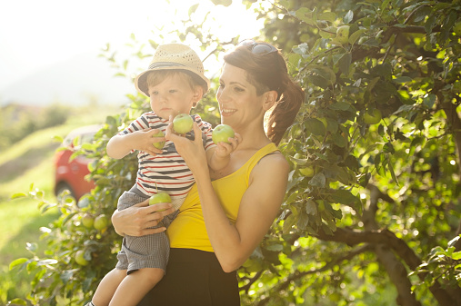 Young mother with her child picking apples from the apple tree on summer day. Primorska, Slovenia, Europe.