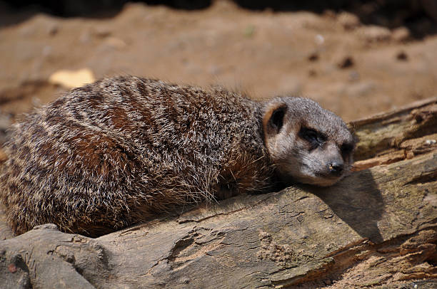 istock meerkat (Suricata suricatta) fell asleep on duty 533727956