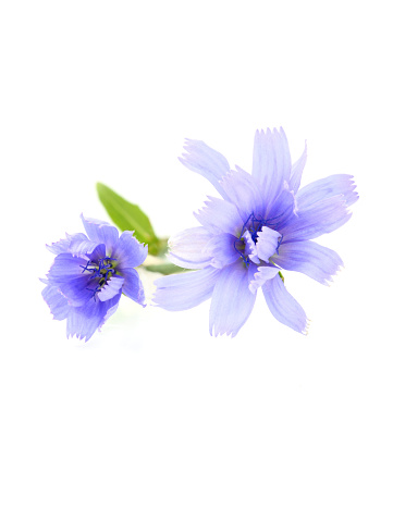 Chicory (succory) flowers isolated on white background.